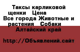 Таксы карликовой щенки › Цена ­ 20 000 - Все города Животные и растения » Собаки   . Алтайский край